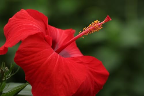 Hibiscus Tea Natural Dried Hibiscus Flowers (3.5 Ounce)