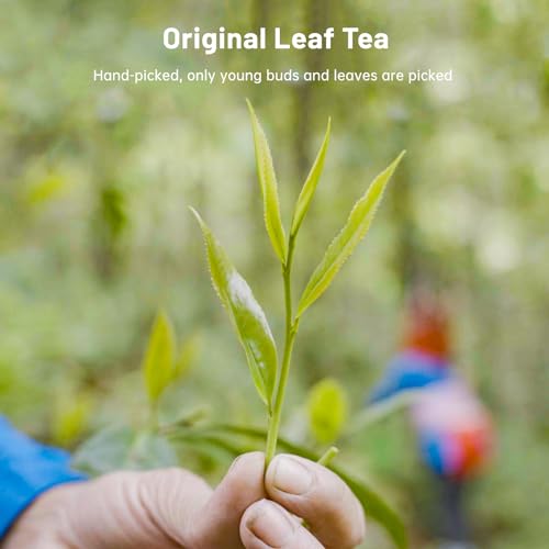 Chinese Green Tea Sampler (3.5 Ounce)
