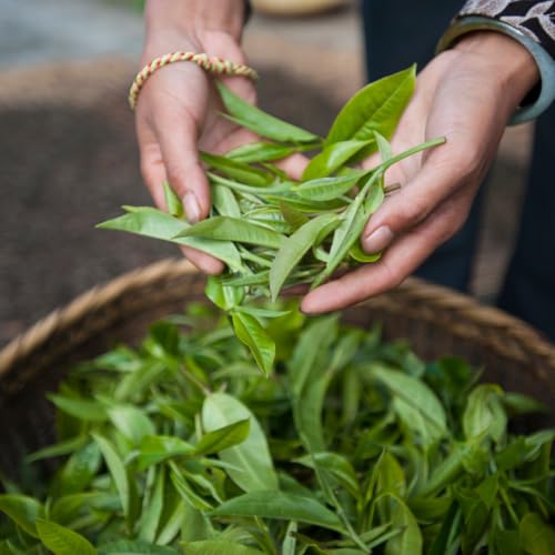 Caffeine Free Tea (3.5 Ounce)