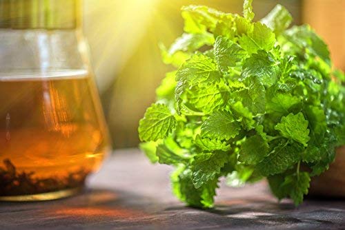 Lemon Balm Herbal Tea (16 Ounce)
