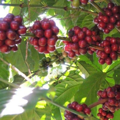Coffee 2lb Fair Trade Organic Certified Guatemalan Whole Bean Medium Roast (32 Ounce)