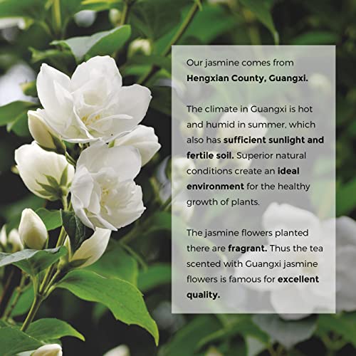 Organic Jasmine Green Tea Bags Flower (100 Count)