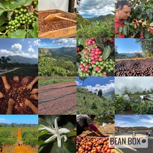 Summer Blend Roasted by Zoka Coffee (80 Ounce)