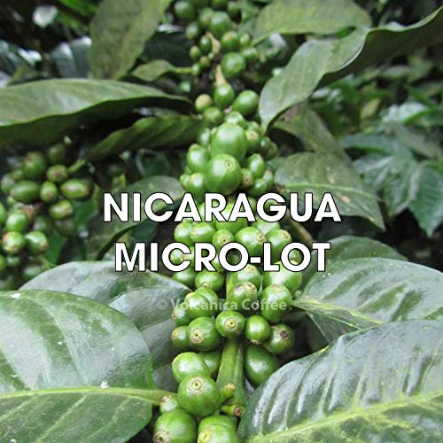 Nicaragua Coffee (80 Ounce)