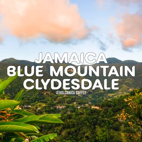Jamaica Blue Mountain Coffee (16 Ounce)