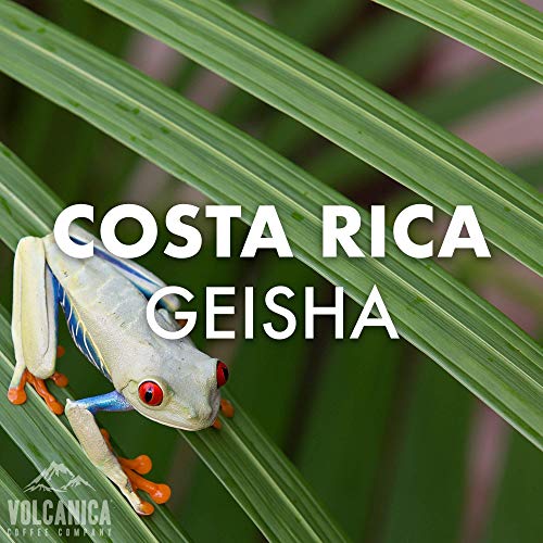 Geisha Coffee Costa Rica (80 Ounce)