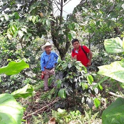 Coffee 2lb Fair Trade Organic Certified Guatemalan Whole Bean Medium Roast (32 Ounce)