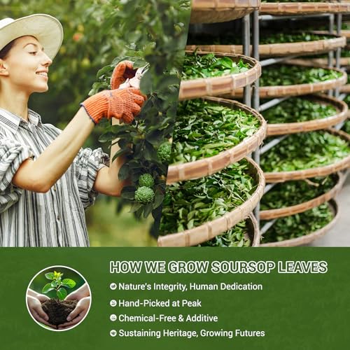 Soursop Tea 100% Natural Soursop Leaves Tea Bags for Digestion (80 Count)