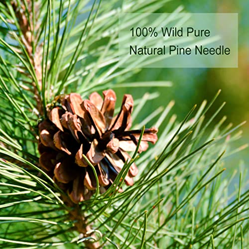 Pine Needle Tea Bags (40 Count)