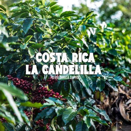 Costa Rica Tarrazu Coffee (16 Ounce)
