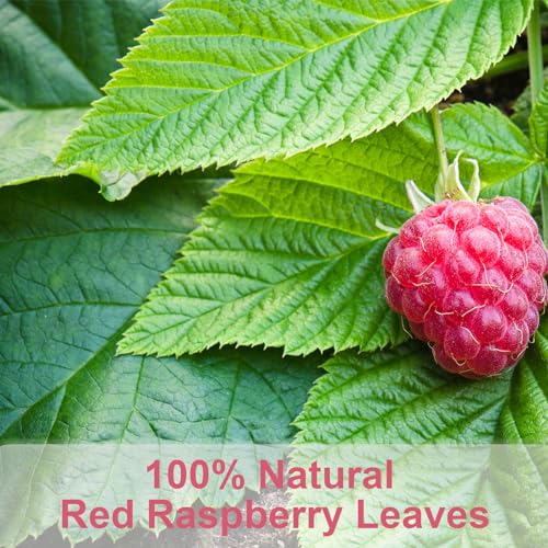 Raspberry Leaf Tea (60 Count)