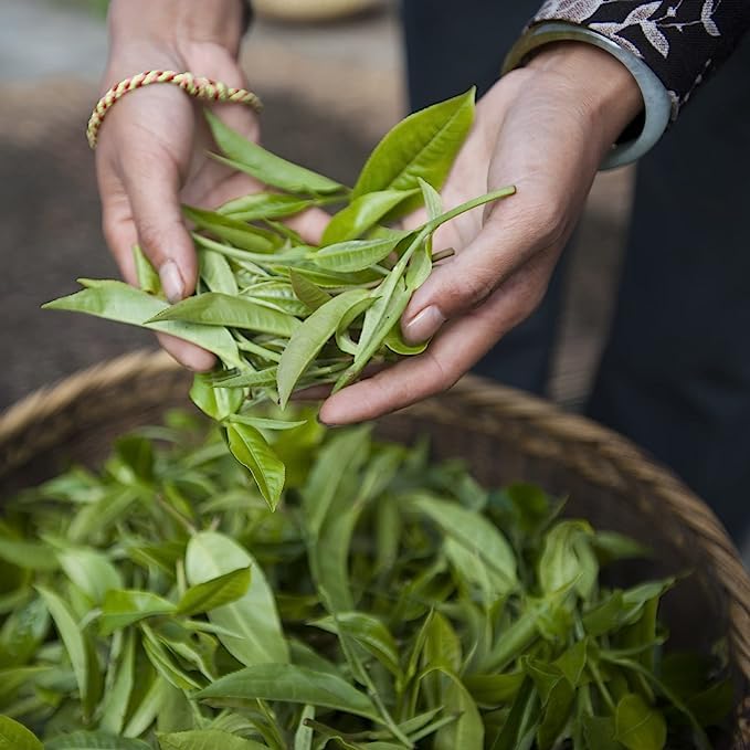 Caffeine Free Tea (2.5 Ounce)