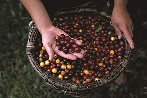 Tierra! Organic for Planet Whole Bean Coffee (211.2 Ounce)