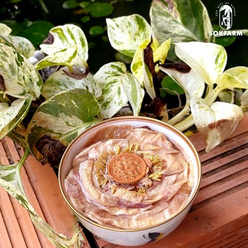Lotus Flower Tea Bloom Flowering Teas (4 Count)