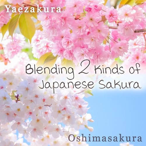 Japanese Sakura Latte Powder Cherry Blossom Mix 3.5oz (3.5 Ounce)