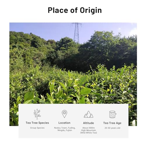 Gongmei Loose Leaf White Tea