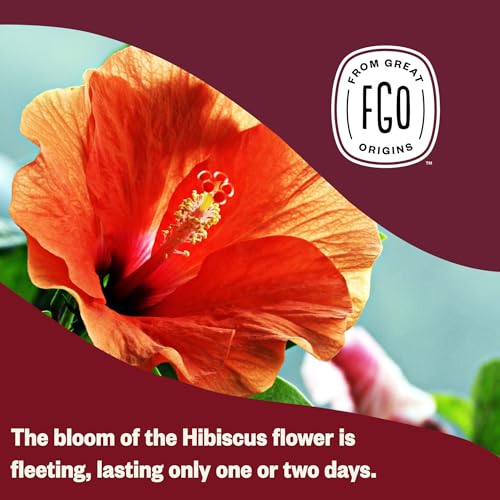 Organic Hibiscus Tea (100 Count)