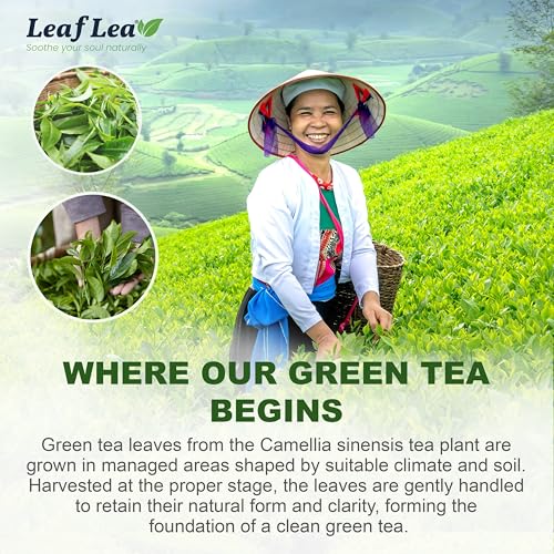 Premium Green Tea Bags (80 Count)