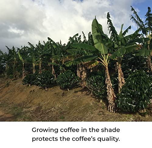 Kilo Mushroom Coffee (36 Ounce)