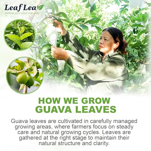 Guava Leaf Tea Bags (120 Count)