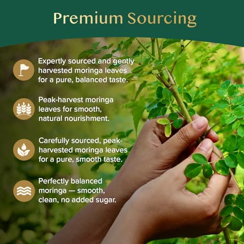 Moringa Tea 100 Tea Bags (100 Count)