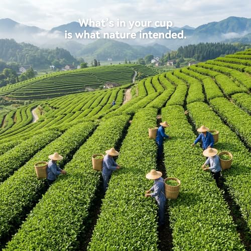Book Tea Gift Set (60 Count)