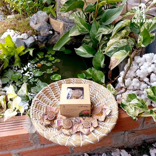 Lotus Flower Tea Bloom Flowering Teas (4 Count)