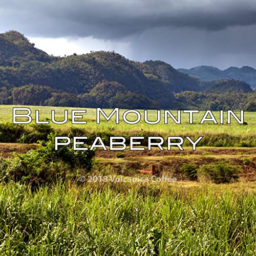 Jamaica Blue Mountain Peaberry Coffee (16 Ounce)