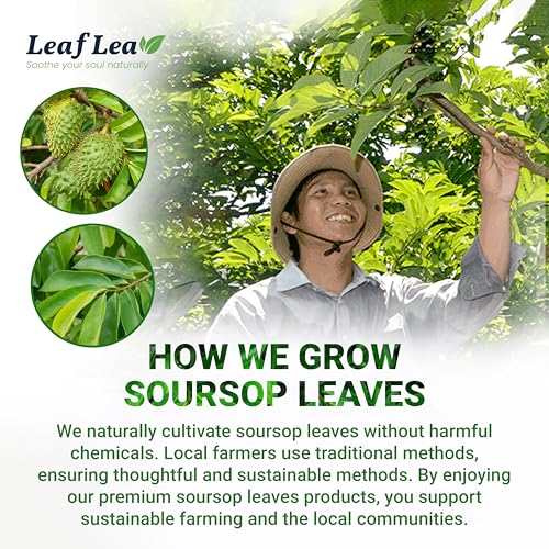 Soursop Leaf Tea Bags (240 Count)