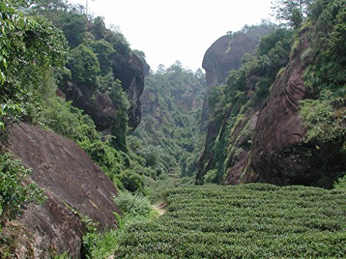 Organic Wuyi Oolong Water Sprite Tea