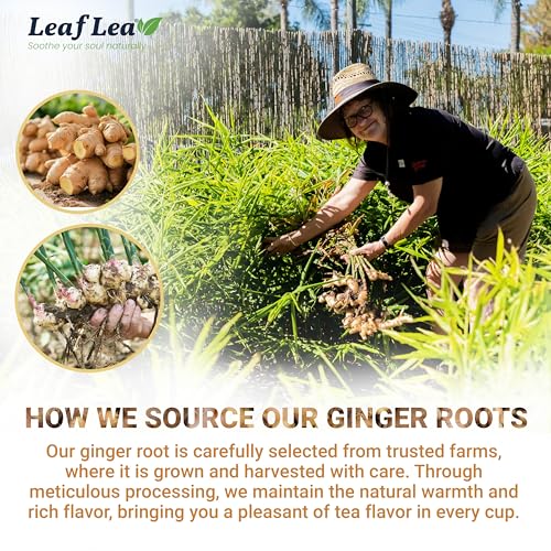 Ginger Tea Bags (40 Count)