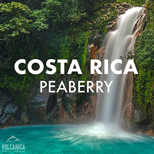 Costa Rica Peaberry Coffee (80 Ounce)