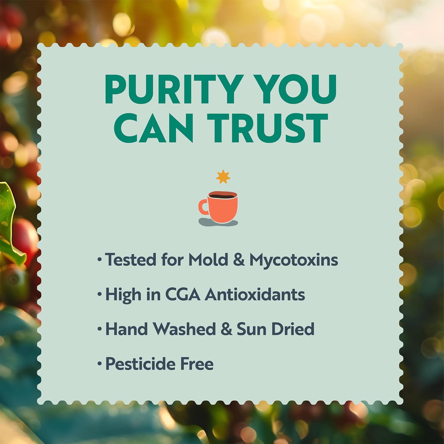 Clean Coffee Co. - Low Acid Medium-Dark Roast, Tested for Molds and Toxins, Papua New Guinea Blend, Notes of Milk Chocolate and Roasted Almonds (Whole Bean, 12 oz Bag)