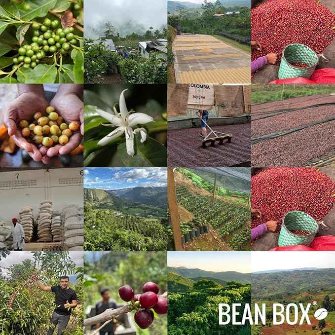 Citrus - Roasted by Devocion - Freshly Ground Coffee - 5 Pound Bag