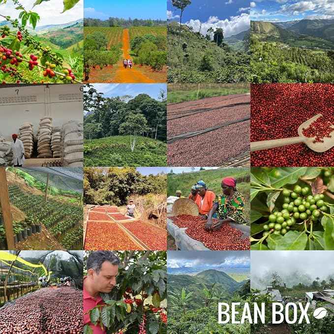 Bean Box Coffee Sampler - Roasted by Devocion, 2-Pack, Freshly Ground Coffee, Gourmet Coffee