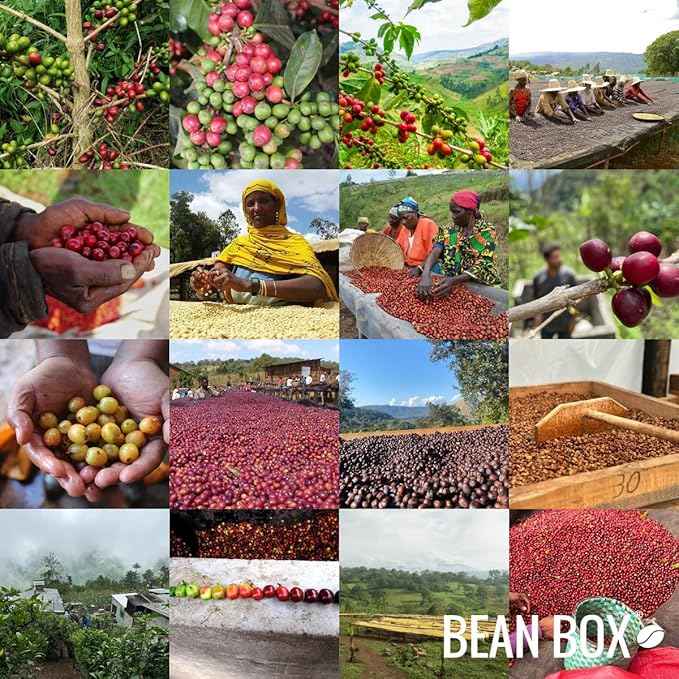 Bean Box Coffee Sampler - Decaf Roast, 3-Pack, Freshly Ground, Gourmet Coffee