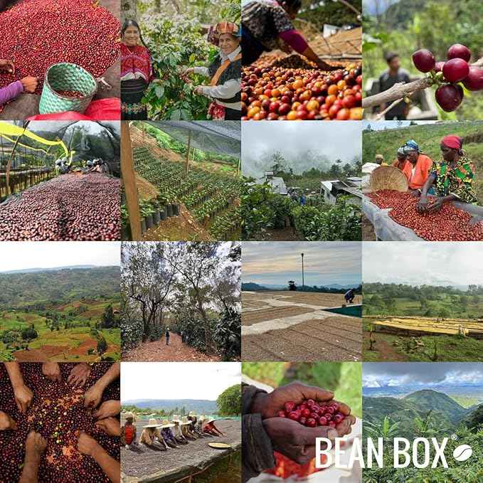 Bean Box Coffee Sampler - Roasted by Devocion, 4-Pack, Freshly Ground Coffee, Gourmet Coffee