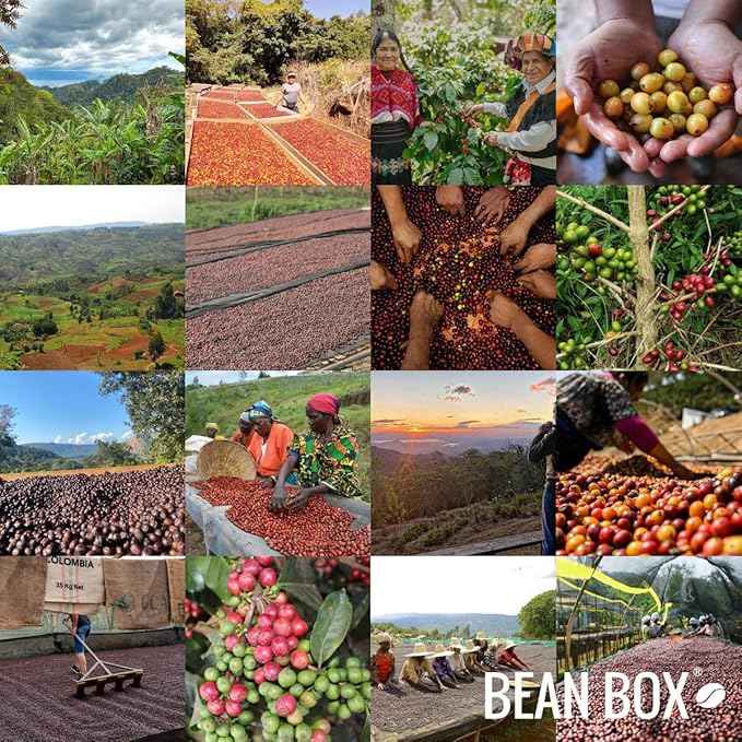 Bean Box Coffee Sampler - Roasted by Devocion, 3-Pack, Freshly Ground Coffee, Gourmet Coffee