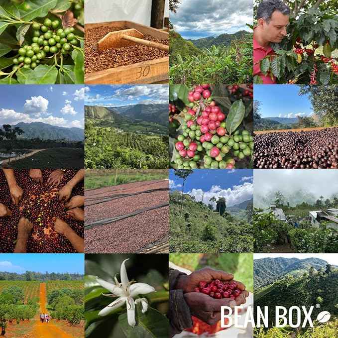 Bean Box Coffee Sampler - Roasted by Joe, 4-Pack, Whole Bean Coffee, Gourmet Coffee
