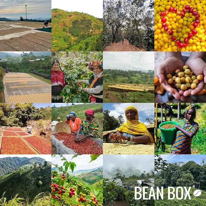 Decaf - Roasted by Devocion - Freshly Ground Coffee - 5 Pound Bag